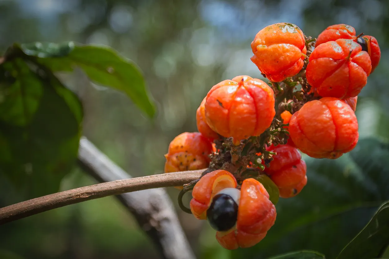 The Ultimate Guide to the Health Benefits of Guarana Supplements